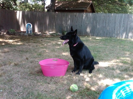 Black dog in yard near a pink water tub.