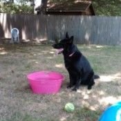 Black dog in yard near a pink water tub.