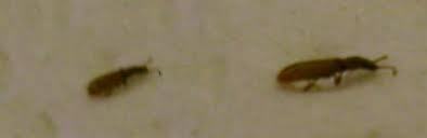 Tiny Thin Brown Bugs ThriftyFun   Unidentified Bugs M 