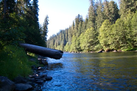 Log Hanging Out Over River at Campground