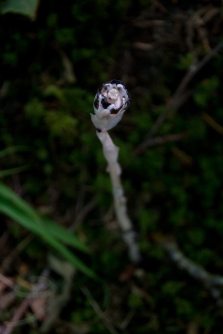 White Phantom Orchid on Forest Floor