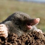 Mole Digging Out of Hole into Open Air