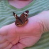 Moth on Hand