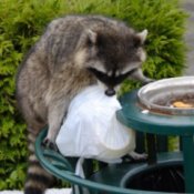 Raccoon in park trash bin with plastic bag in its mouth.