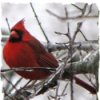 Cardinal in Frozen Tree