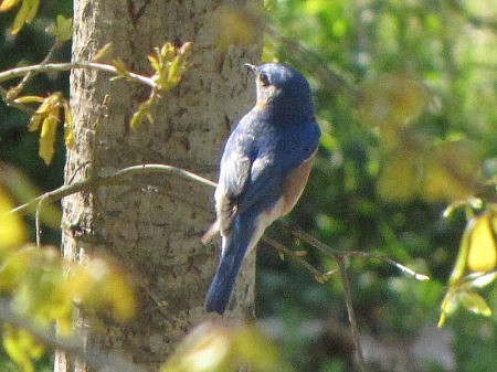 Bluebird on Tree