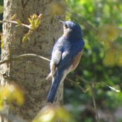 Bluebird on Tree