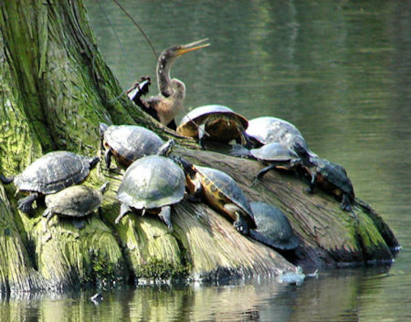 Cormorant and Turtles Sunning Themselves on Cypress Roots