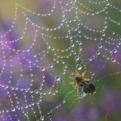 Spider on web with dew drops on it.