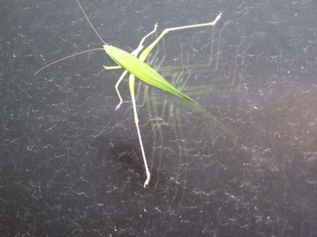 Praying Mantis on Glass