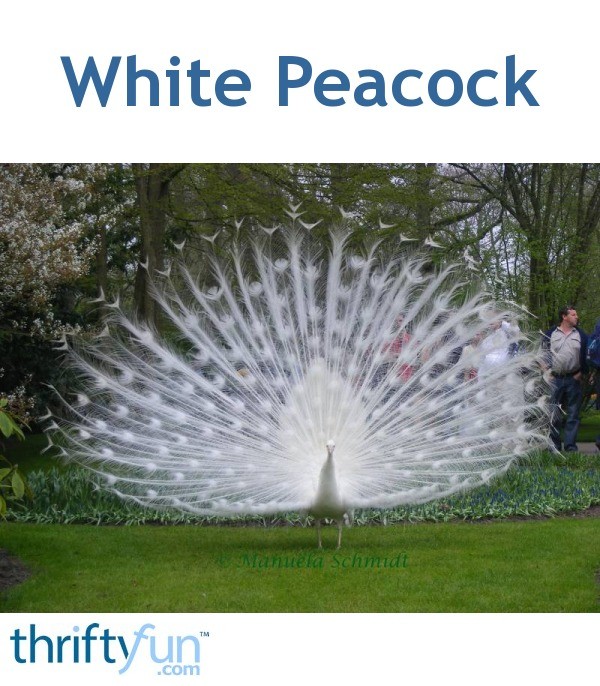 Wildlife Peacock ThriftyFun