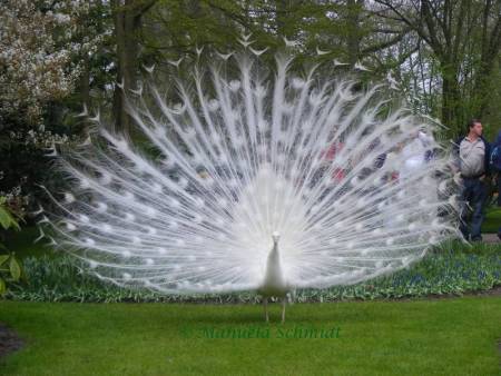 White Peacock Displaying it Feathers