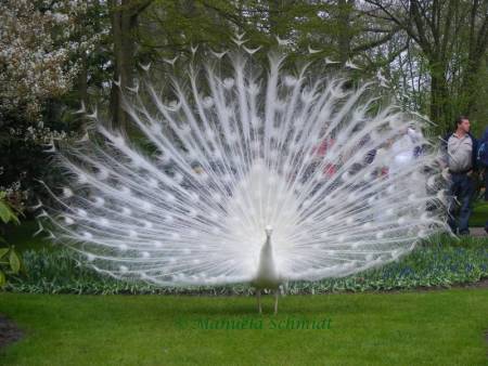 White Peacock Displaying it Feathers