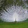 White Peacock Displaying it Feathers