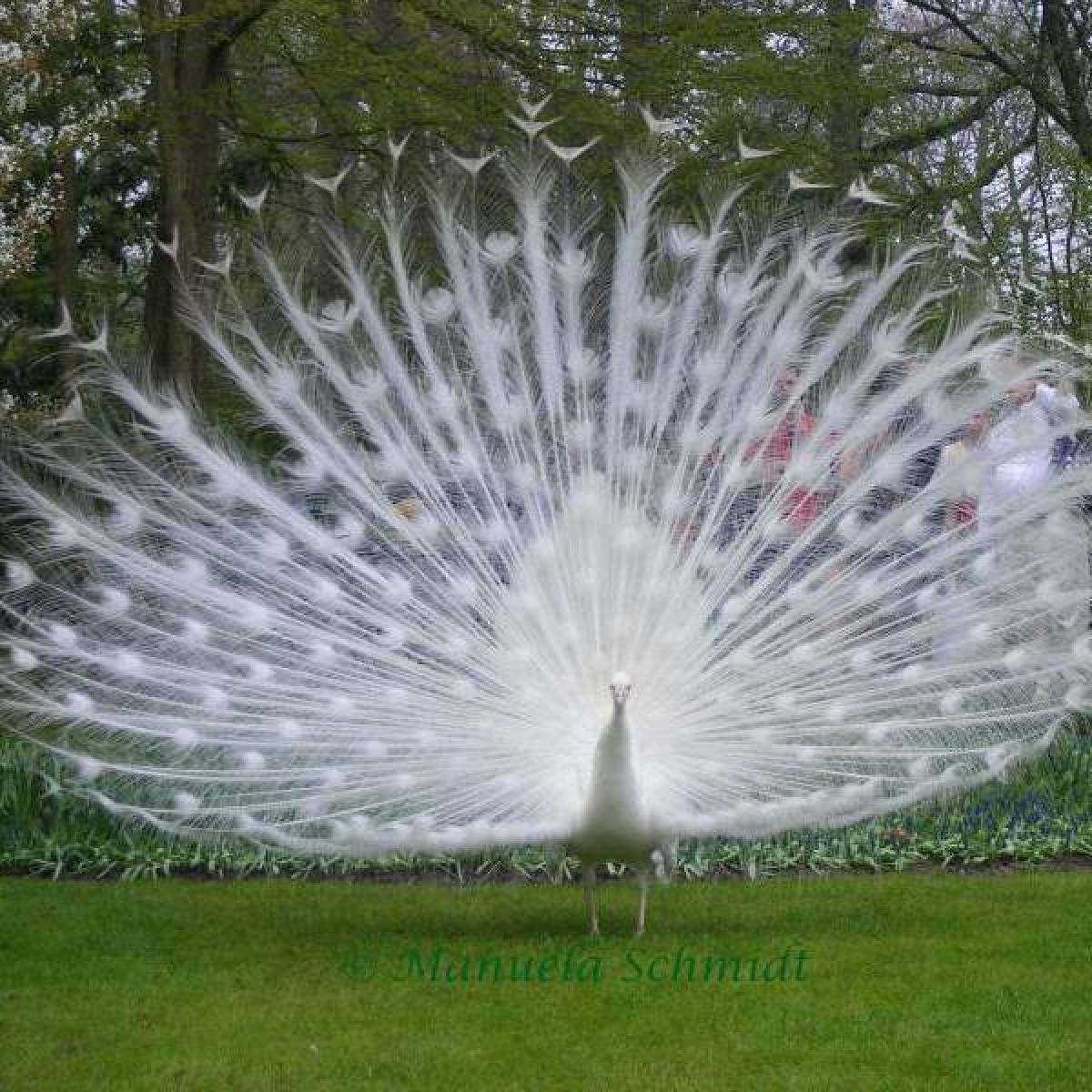 White Peacock | ThriftyFun