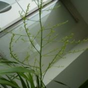 Top of plant with what appears to be a tall multibranched flower spike.