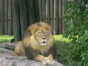 Lion at Cleveland Metroparks Zoo