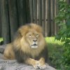 Lion at Cleveland Metroparks Zoo