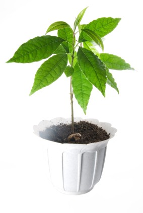 Plant in white pot against white background