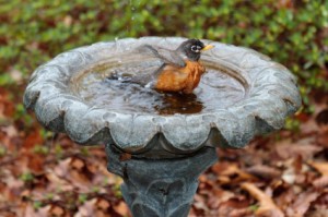 Robin splashing in cement flower shaped birdbath