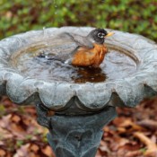 Robin splashing in cement flower shaped birdbath