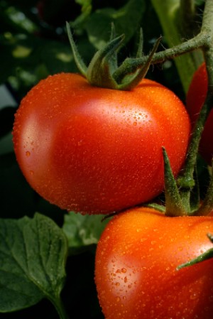 Two tomatoes on vine sprinkled with water