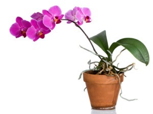 Beautiful fuschia colored orchid in pot against white background
