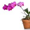 Beautiful fuschia colored orchid in pot against white background