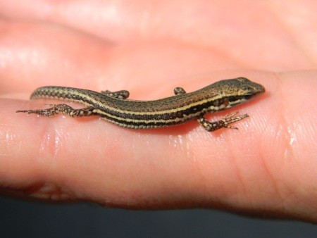 Baby Lizard Being Held in Hand