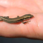 Baby Lizard Being Held in Hand