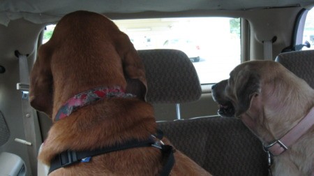 Luke and Nikki Looking out Back Window of Car