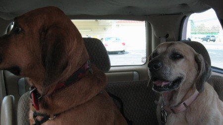 Luke and Nikki Sitting Quietly in Car