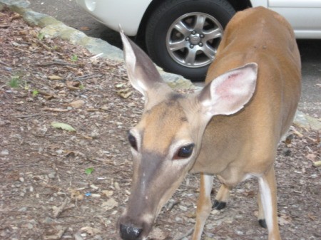 Deer Very Close to Camera in Parking Lot