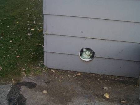 A cat photo over a hole in the garage where he used to live.