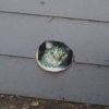 A cat photo over a hole in the garage where he used to live.