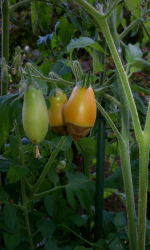 Tomatoes growing with blossom end rot.