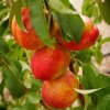 Nectarines growing on a tree.