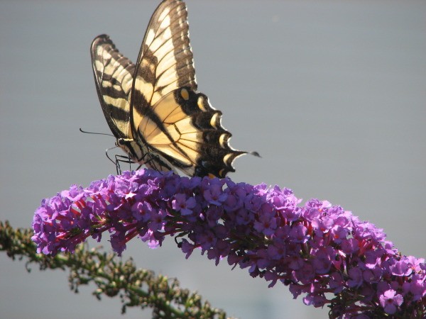 Butterfly on on Purple Flowers