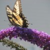 Butterfly on on Purple Flowers