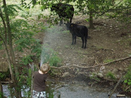 Boy Spraying Water on Cows
