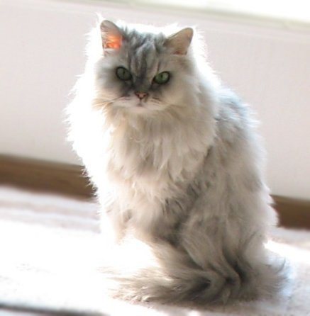 Pretty Persian Cat in Sunlight