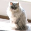 Pretty Persian Cat in Sunlight