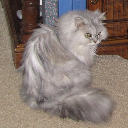 Baby the Persian Cat on Carpet