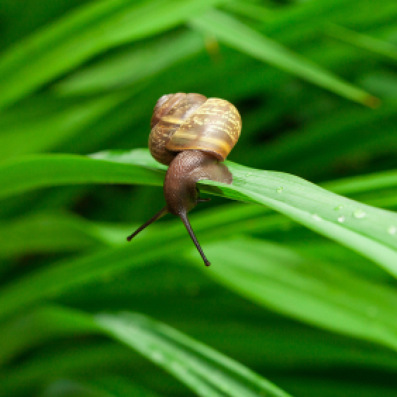 Getting Rid of Snails ThriftyFun