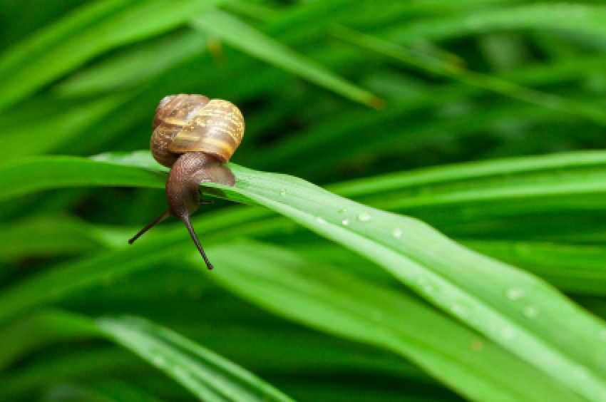 Getting Rid Of Snails Thriftyfun