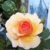 A yellow peach rose with a darker center.
