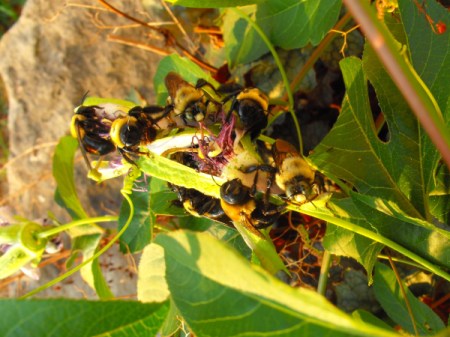 Bees Laying Dormant on Passion Flowers