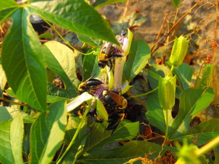 Bees Resting on Passion Flowers