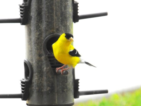 American Goldfinch Facing Camera on Birdfeeder