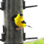 American Goldfinch Facing Camera on Birdfeeder